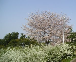 2006-04-09a.jpg