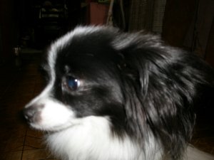 2006-04-29c.jpg