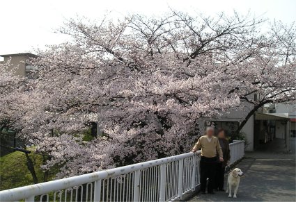 sakura.jpg
