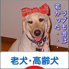 にほんブログ村 犬ブログ 老犬・高齢犬へ